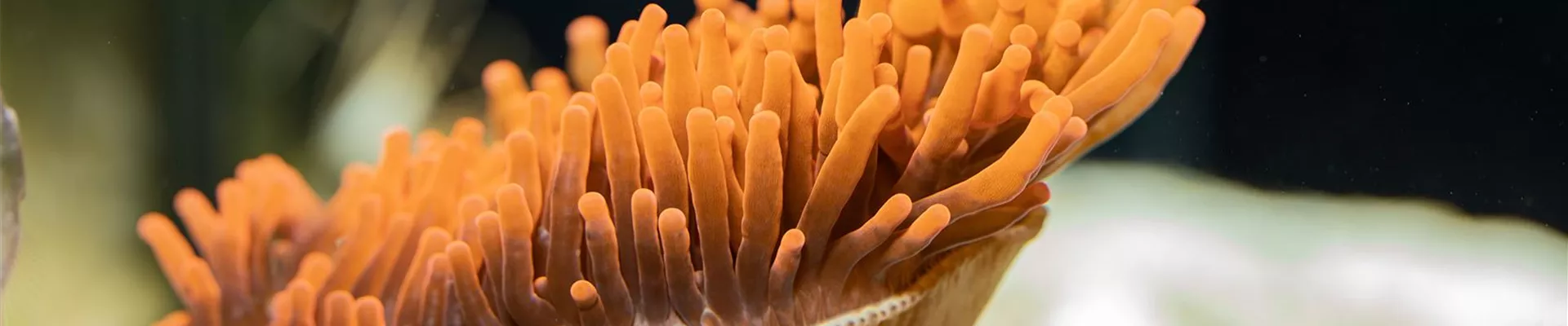 _SSL4066.jpg _SSL4066.jpg