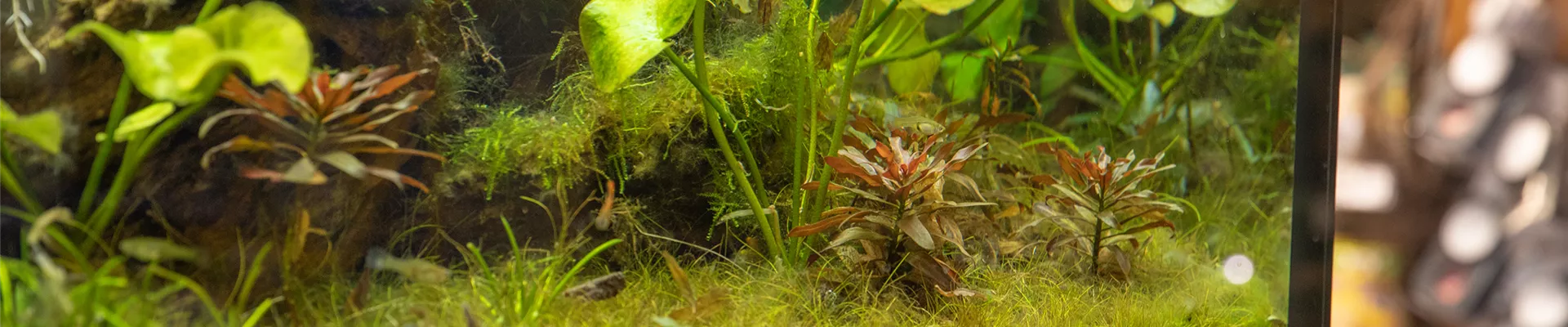 _SSL4757.jpg _SSL4757.jpg