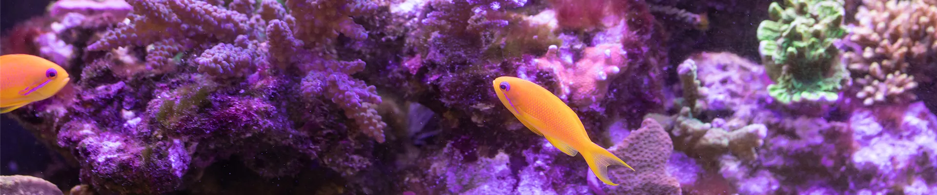 _SSL4270.jpg _SSL4270.jpg