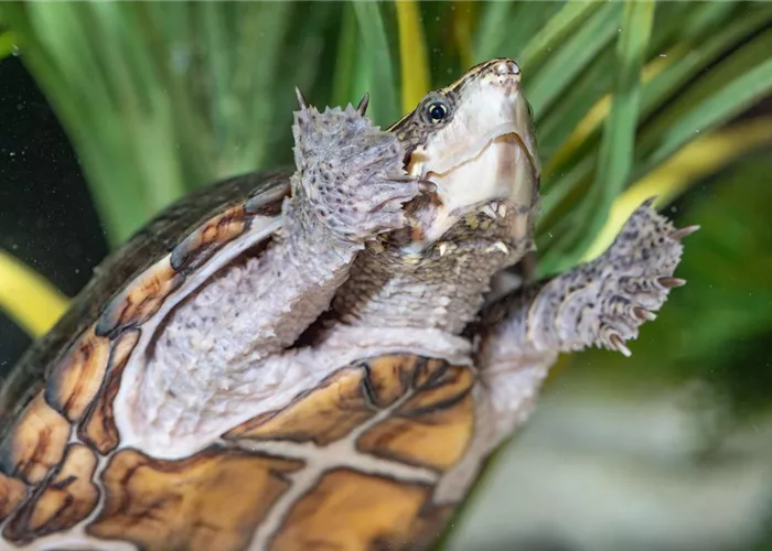 Unsere Schaubecken Unsere Schaubecken