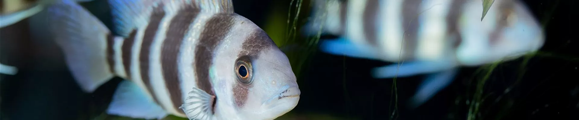 _SSL4731.jpg _SSL4731.jpg