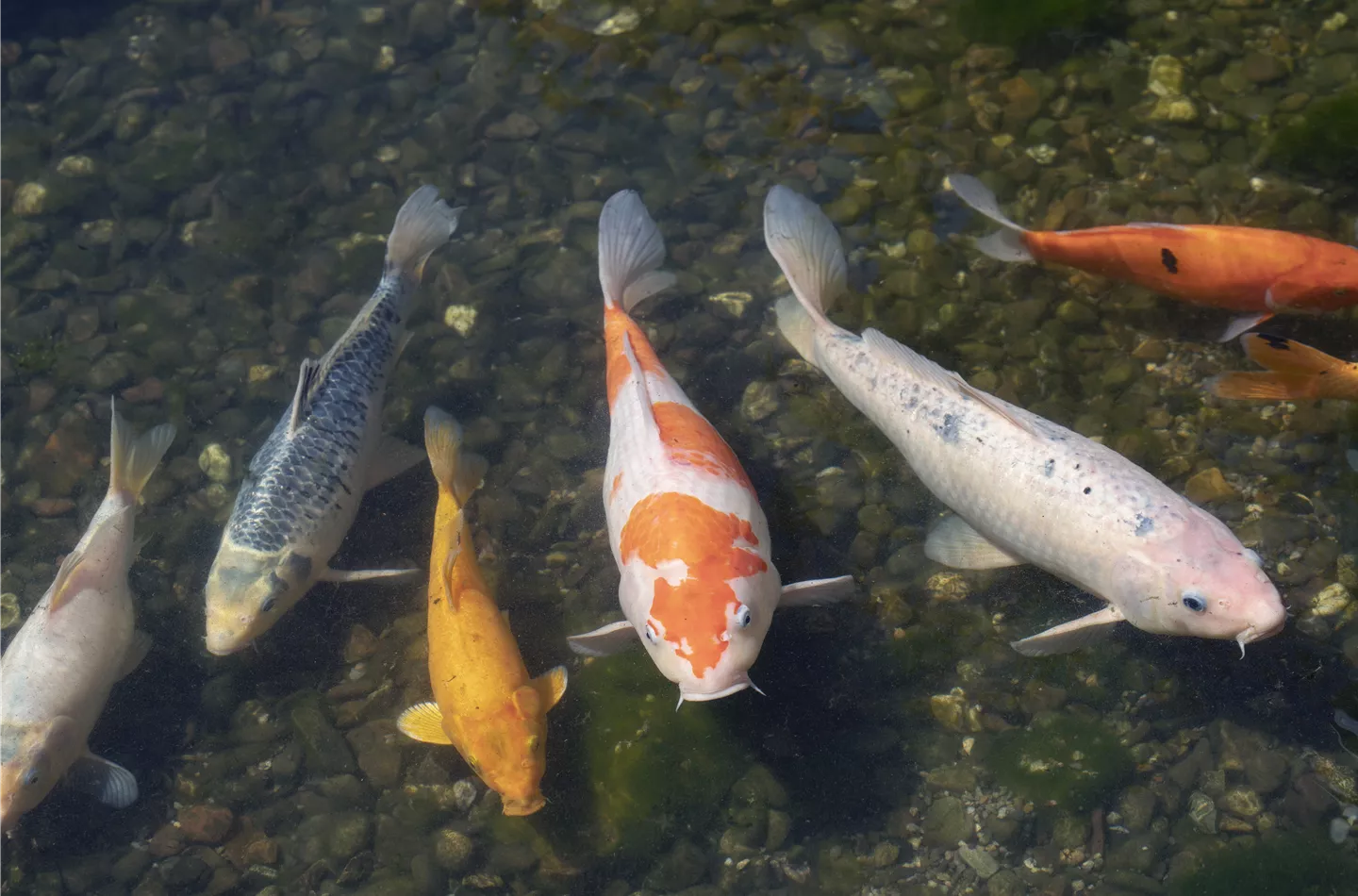 Wenn Fische krank werden - Fischkrankheiten erkennen Wenn Fische krank werden - Fischkrankheiten erkennen