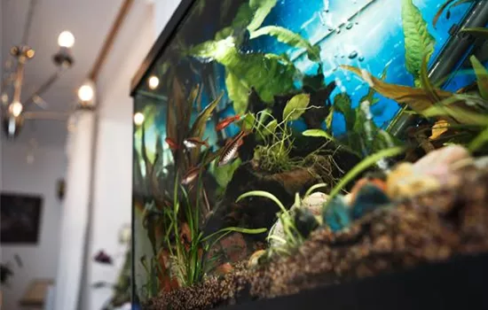 Aquarienreinigung: Worauf zu achten ist Aquarienreinigung: Worauf zu achten ist