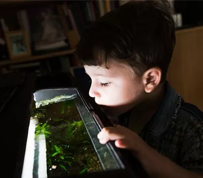Das Kinder-Aquarium: Tipps für Eltern Das Kinder-Aquarium: Tipps für Eltern