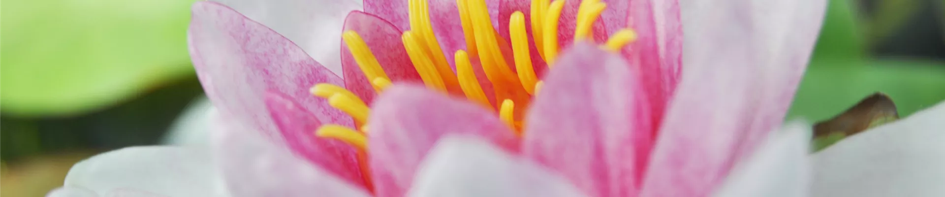 Nymphaea M. Rosea.jpg Nymphaea M. Rosea.jpg