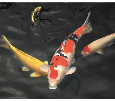 Oase AntiArgulus Oase AntiArgulus