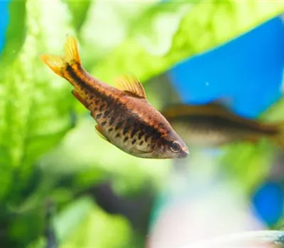 Fische für Anfänger: Der erste Besatz im Aquarium Fische für Anfänger: Der erste Besatz im Aquarium