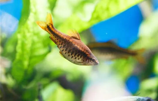 Fische für Anfänger: Der erste Besatz im Aquarium