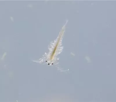 Nationaler Tag der Sea Monkeys – die Krebse aus der Urzeit Nationaler Tag der Sea Monkeys – die Krebse aus der Urzeit