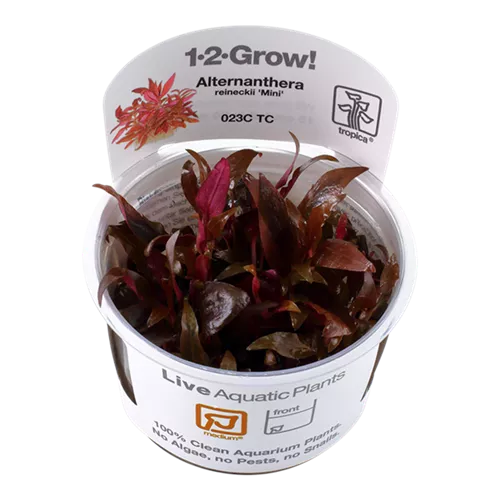 Alternanthera reineckiisp. Mini 1-2-GROW