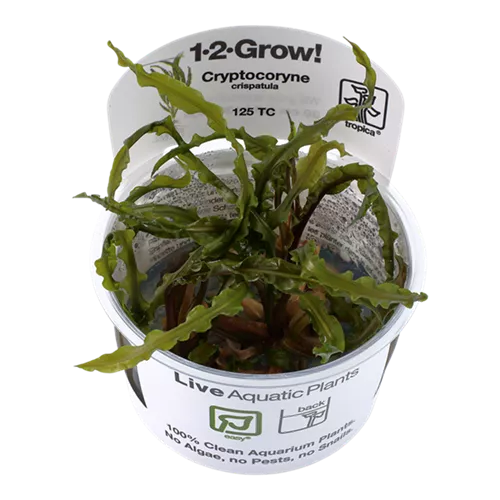 Cryptocoryne crispatula1-2-GROW