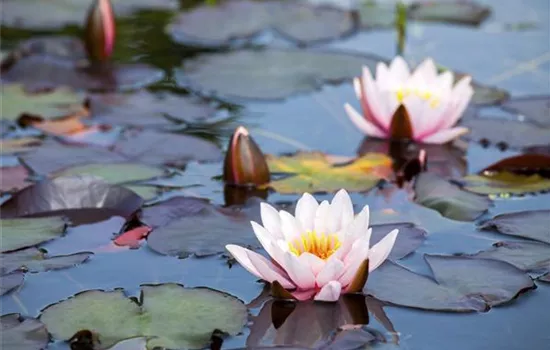 Welcher Teich passt zu mir?  Welcher Teich passt zu mir?