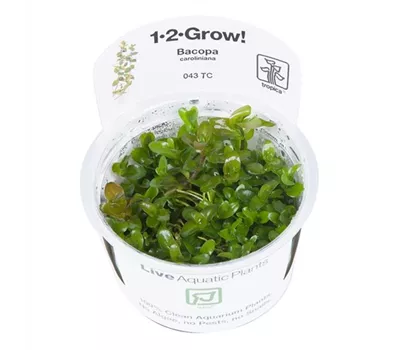 Bacopa caroliniana1-2-GROW