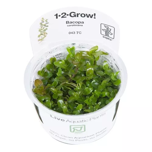 Bacopa caroliniana1-2-GROW