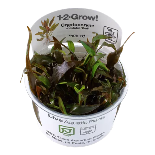 Cryptocoryne undulatus Red1-2-GROW