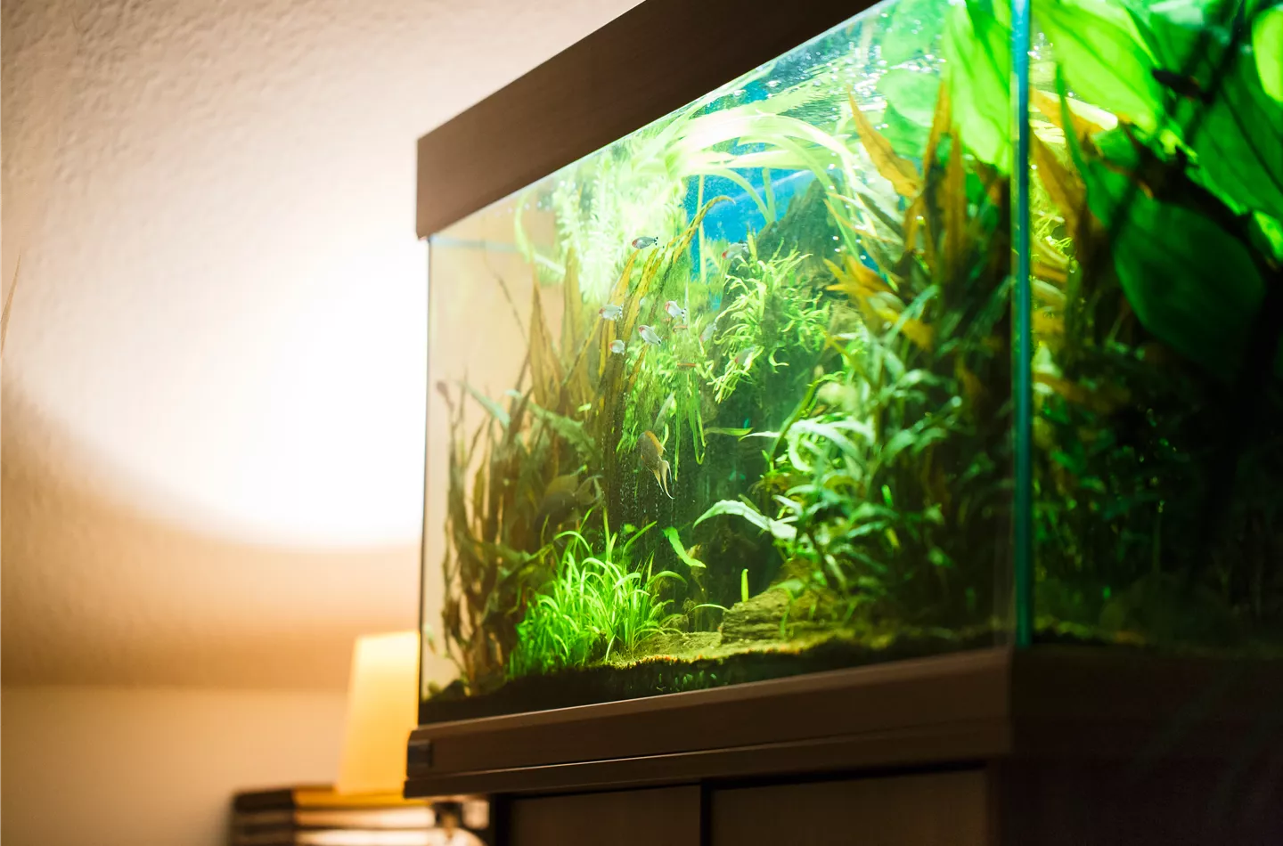 Natur im Aquarium: Beliebte Aquarienpflanzen Natur im Aquarium: Beliebte Aquarienpflanzen