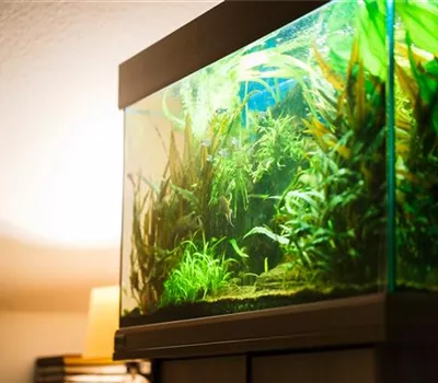 Aquarienfische im Gartenteich – Urlaub oder Umzug? Aquarienfische im Gartenteich – Urlaub oder Umzug?