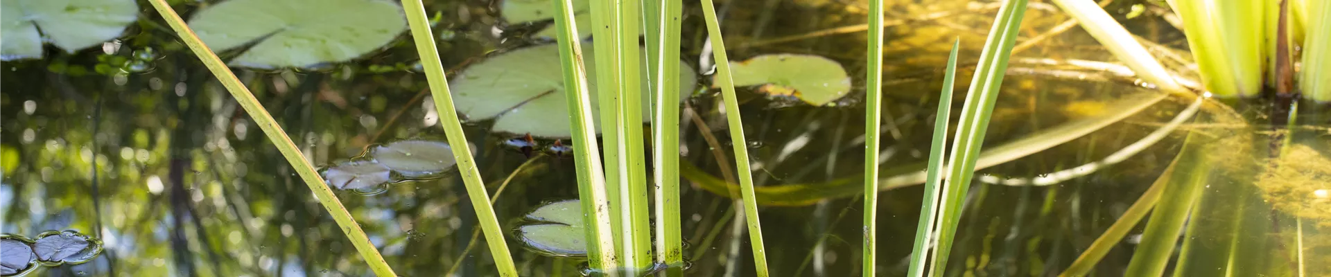 GS585906.jpg GS585906.jpg