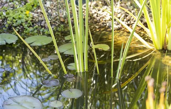 Lebensraum Gartenteich – die artenreiche WG