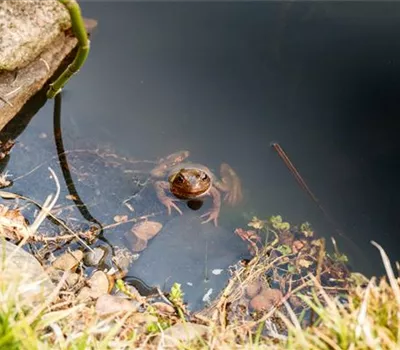 Amphibien im Gartenteich – Krachmacher und stille Beobachter Amphibien im Gartenteich – Krachmacher und stille Beobachter