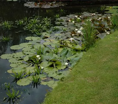 Der Gartenteich – alles eine Frage der Technik? Der Gartenteich – alles eine Frage der Technik?