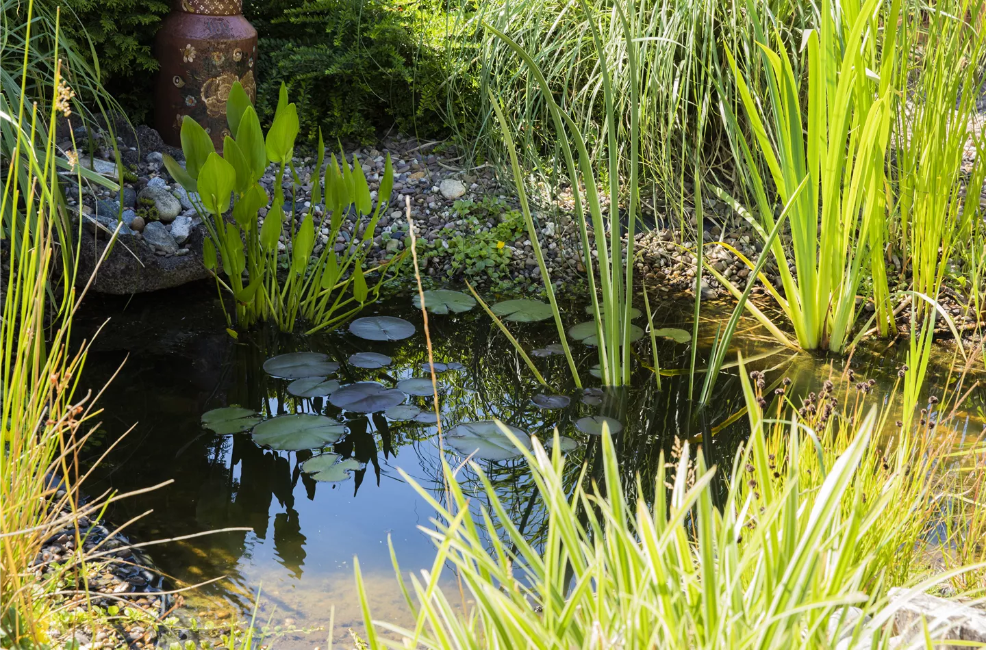 UV-C Strahlung – sauberes Teichwasser durch Sonnenlicht? UV-C Strahlung – sauberes Teichwasser durch Sonnenlicht?