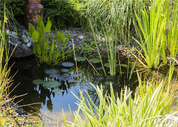 UV-C Strahlung – sauberes Teichwasser durch Sonnenlicht? UV-C Strahlung – sauberes Teichwasser durch Sonnenlicht?