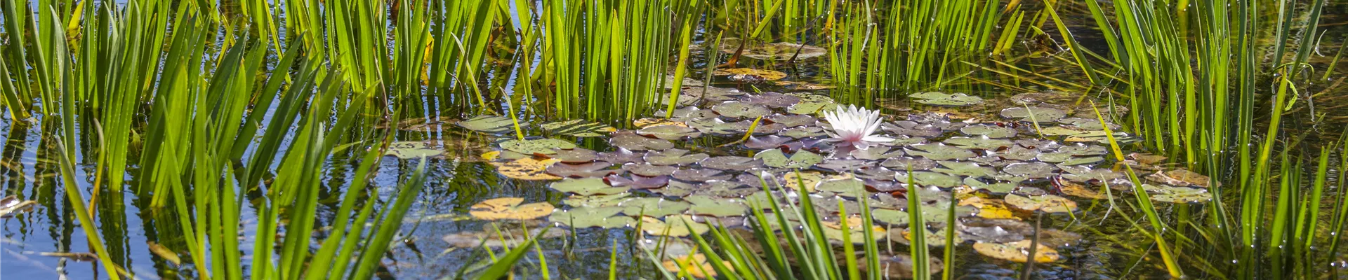 GS503632.jpg GS503632.jpg