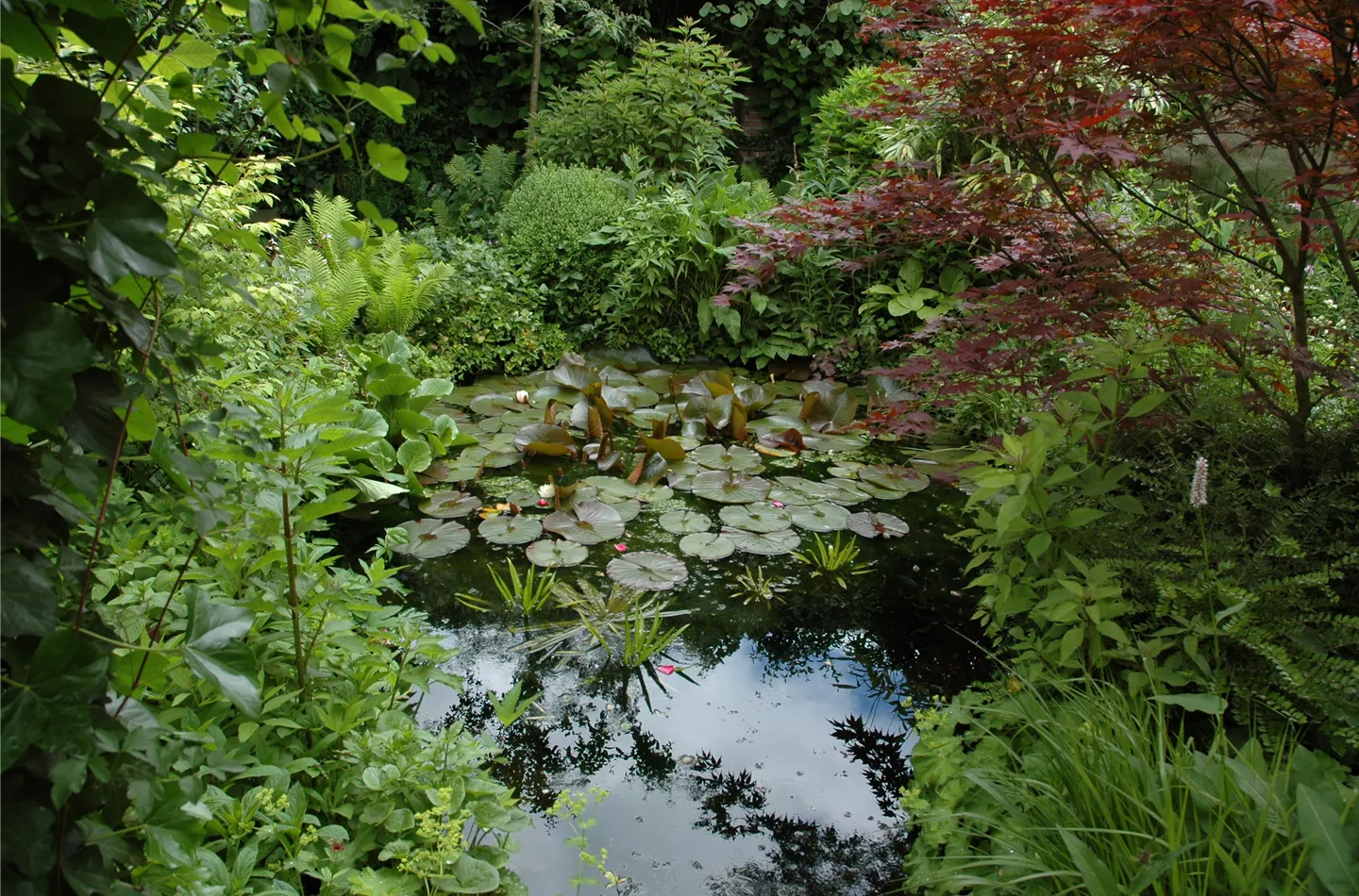 Klares Wasser im Gartenteich – gut oder schlecht? Klares Wasser im Gartenteich – gut oder schlecht?