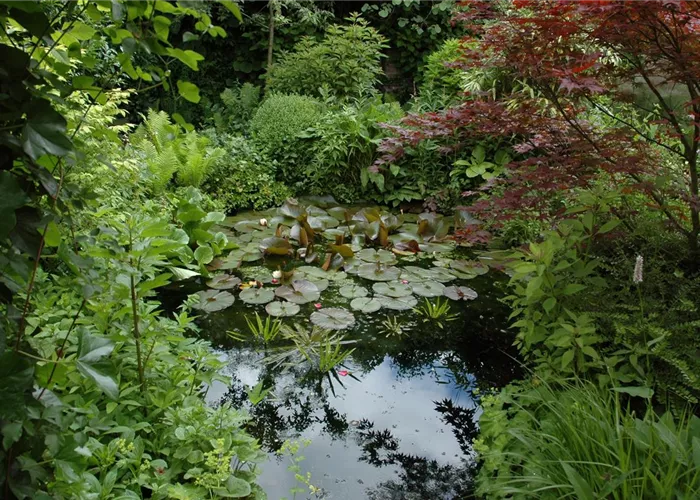 Klares Wasser im Gartenteich – gut oder schlecht? Klares Wasser im Gartenteich – gut oder schlecht?