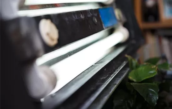 Beleuchtung im Aquarium: LED statt Röhre?