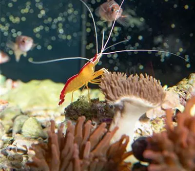 Alles an seinem Platz – der richtige Standort fürs Aquarium