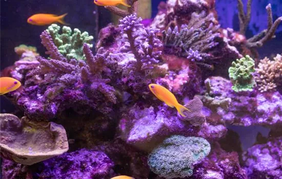 Fische online kaufen oder im stationären Handel? Fische online kaufen oder im stationären Handel?