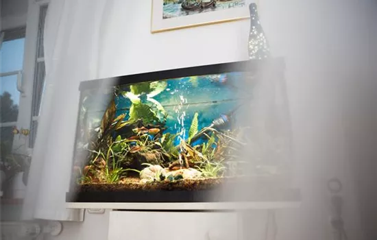 Kleine Helferlein, große Wirkung: Praktische Tools fürs Aquarium