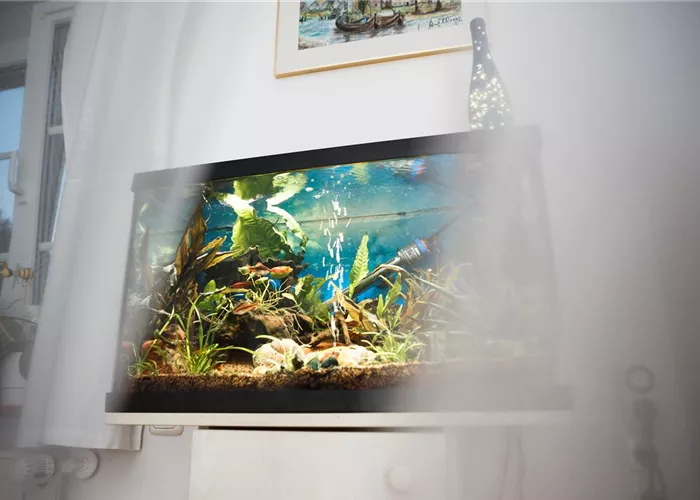 Kleine Helferlein, große Wirkung: Praktische Tools fürs Aquarium Kleine Helferlein, große Wirkung: Praktische Tools fürs Aquarium