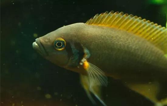 Salzbehandlung bei Fischen: Erste Hilfe mit Kochsalz Salzbehandlung bei Fischen: Erste Hilfe mit Kochsalz