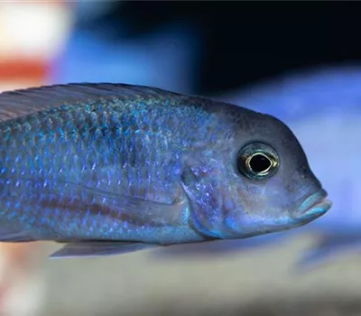 Fische transportieren: Vom Fachhandel ins Aquarium  Fische transportieren: Vom Fachhandel ins Aquarium