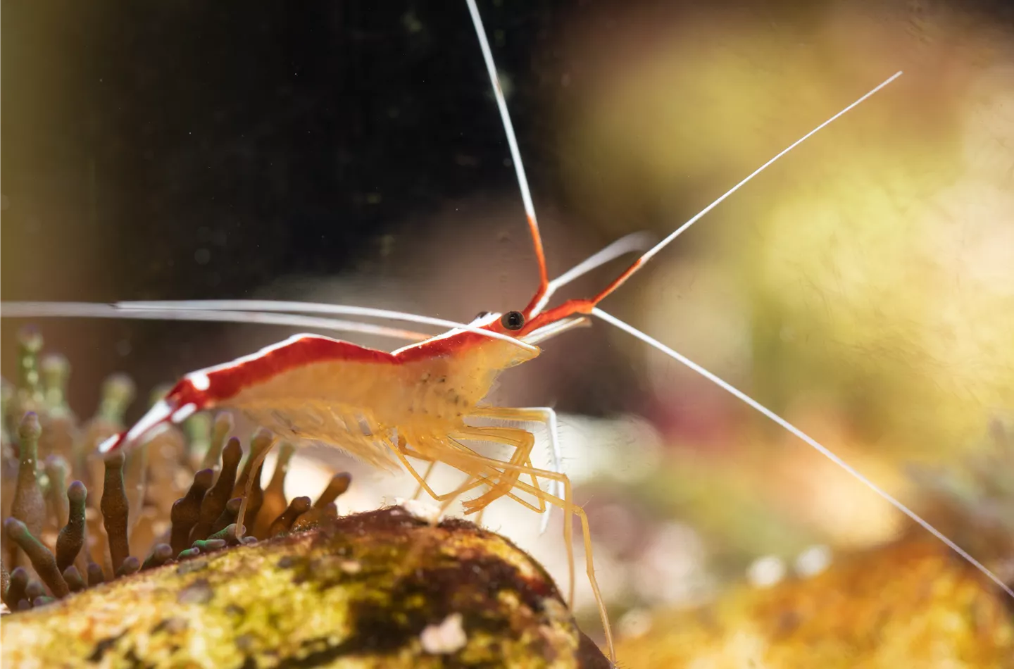 Putzkolonne unter Wasser: Nützlinge im Aquarium Putzkolonne unter Wasser: Nützlinge im Aquarium