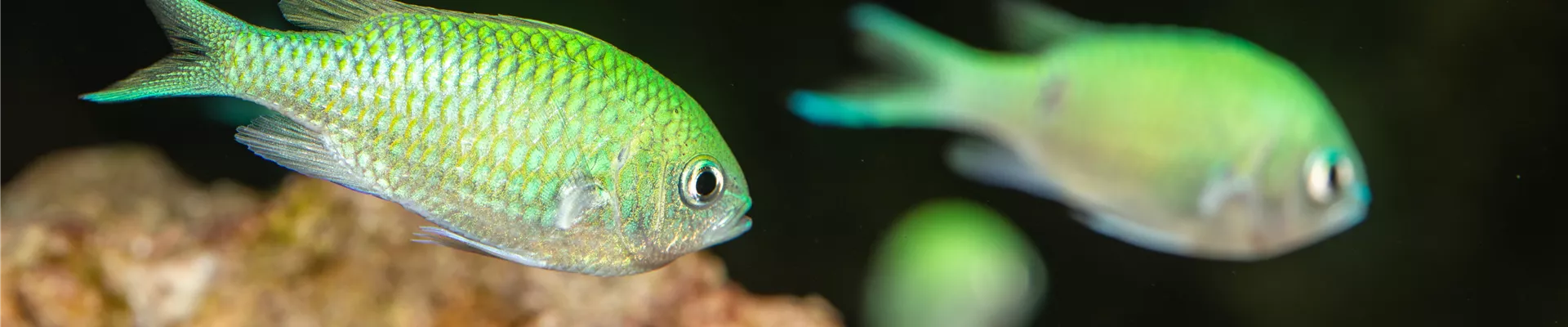 _SSL4622.jpg _SSL4622.jpg