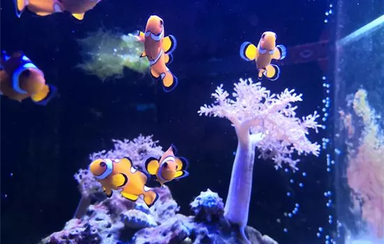 Meerwasseraquarium easy going