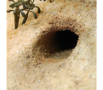 Lucky Reptile - Herp Pottery