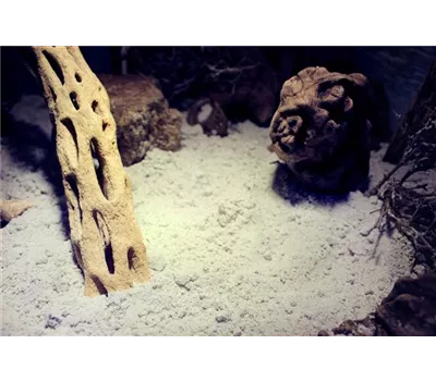 Lucky Reptile Desert Bedding Snow White