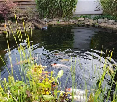 Algen im Gartenteich – wer wohnt da eigentlich?