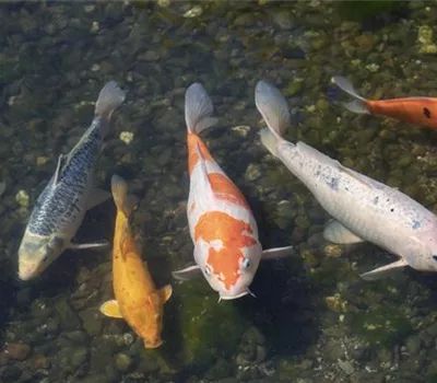 Der Koi – ein Juwel im Gartenteich