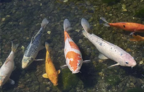 Der Koi – ein Juwel im Gartenteich