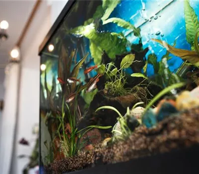Goldfischglas adé – die richtige Form des Aquariums