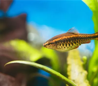 Aquariumpflege im Urlaub: Die Fische allein zu Hause