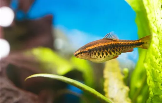 Aquariumpflege im Urlaub: Die Fische allein zu Hause