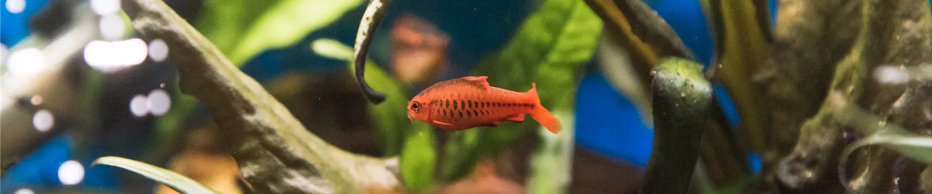 Aquarium mit Fischen im Wasser