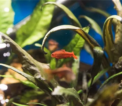 Das Nano-Aquarium – Unterwasserwelt im Miniaturformat